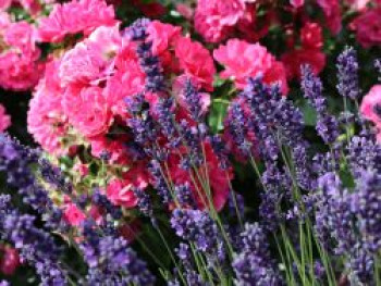 Lavendel &#8218;Early Hidcote&#8216;, Lavandula angustifolia &#8218;Early Hidcote&#8216;, Topfware