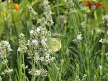 Lavendel &#8218;Ellagance Ice&#8216;, Lavandula angustifolia &#8218;Ellagance Ice&#8216;, Topfware