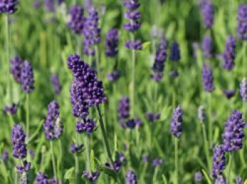 Lavendel &#8218;Ellagance Purple&#8216;, Lavandula angustifolia &#8218;Ellagance Purple&#8216;, Topfware