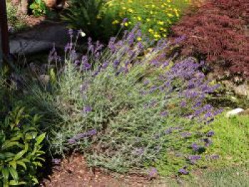 Lavendel 'Imperial Gem', Lavandula angustifolia 'Imperial Gem', Topfware