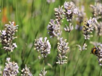 Lavendel &#8218;Miss Katherine&#8216;, Lavandula angustifolia &#8218;Miss Katherine&#8216;, Topfware