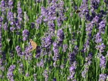 Lavendel 'Munstead', Lavandula angustifolia 'Munstead', Containerware