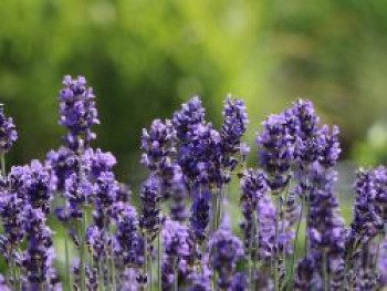 Lavendel 'Phenomenal' / 'Niko', Lavandula intermedia 'Phenomenal' / 'Niko', Containerware