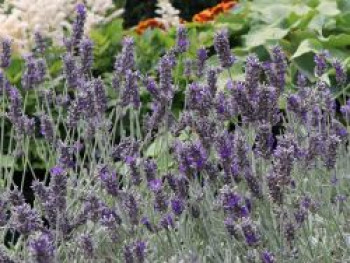 Lavendel &#8218;Richard Gray&#8216;, Lavandula dentata &#8218;Richard Gray&#8216;, Topfware