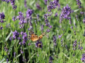 Lavendel &#8218;Siesta&#8216;, Lavandula angustifolia &#8218;Siesta&#8216;, Topfware