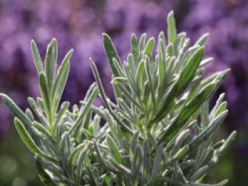 Lavendel &#8218;Silver Mist&#8216;, Lavandula angustifolia &#8218;Silver Mist&#8216; / &#8218;Silberner Nebel&#8216;, Topfware