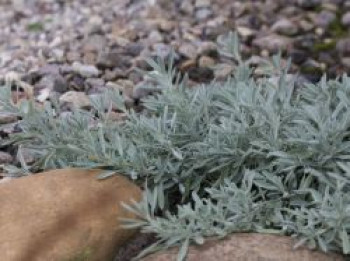 Lavendelblättriger Salbei, Salvia lavandulifolia, Topfware