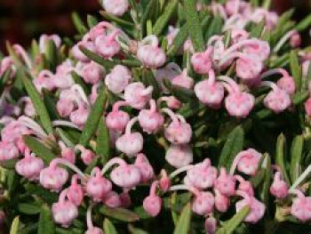 Lavendelheide 'Blue Ice', 15-20 cm, Andromeda polifolia 'Blue Ice', Containerware