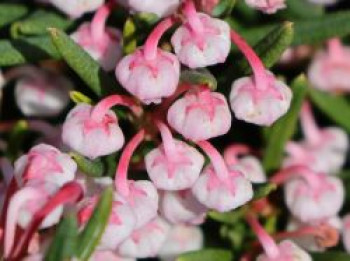 Lavendelheide &#8218;Compacta&#8216;, 20-25 cm, Andromeda polifolia &#8218;Compacta&#8216;, Containerware