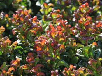 Achselblütige Traubenheide &#8218;Curly Red&#8216;, 15-20 cm, Leucothoe axillaris &#8218;Curly Red&#8216;, Containerware