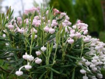 Lavendelheide &#8218;Nikko&#8216;, 20-30 cm, Andromeda polifolia &#8218;Nikko&#8216;, Containerware