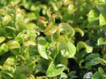 Lavendelheide &#8218;Twisting Red&#8216;, 20-30 cm, Leucothoe axillaris &#8218;Twisting Red&#8216;, Containerware