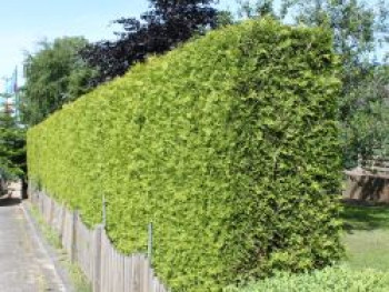 Lebensbaum 'Brabant', 100-125 cm, Thuja occidentalis 'Brabant', Containerware