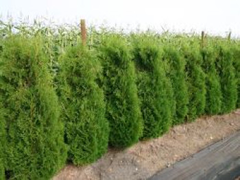 Säulen-Lebensbaum &#8218;Columna&#8216;, 20-30 cm, Thuja occidentalis &#8218;Columna&#8216;, Topfware