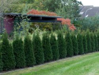 Lebensbaum &#8218;Dark Embers&#8216; ® / &#8218;Lesdasma&#8216; (S), 20-30 cm, Thuja occidentalis &#8218;Dark Embers&#8216; ® / &#8218;Lesdasma&#8216; (S), Topfware