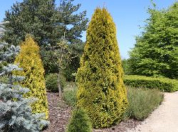 Lebensbaum &#8218;Golden Smaragd&#8216; ®, 20-30 cm, Thuja occidentalis &#8218;Golden Smaragd&#8216; ®, Topfware