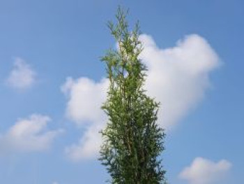 Lebensbaum 'King of Brabant', 30-40 cm, Thuja occidentalis 'King of Brabant', Containerware