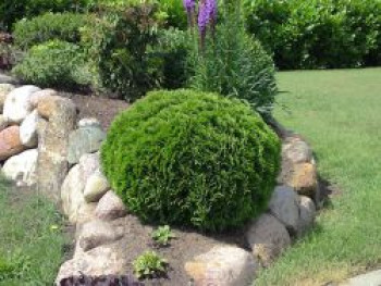 Lebensbaum 'Mecki', Thuja occidentalis 'Mecki', Topfware