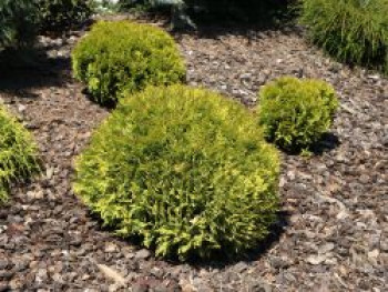 Lebensbaum &#8218;Mirjam&#8216;, 20-25 cm, Thuja occidentalis &#8218;Mirjam&#8216;, Containerware