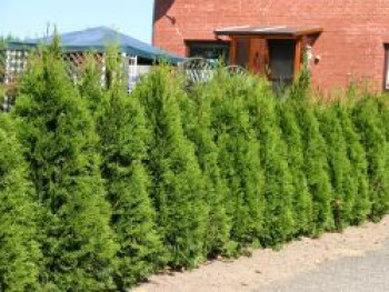 Lebensbaum 'Smaragd', 100-125 cm, Thuja occidentalis 'Smaragd', Containerware