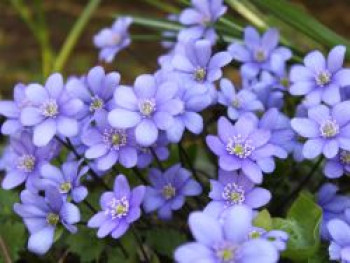 Leberblümchen, Hepatica nobilis, Topfware