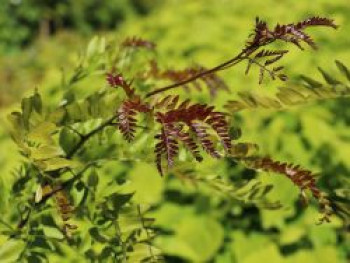 Lederhülsenbaum ‚Rubylace‘, 80-100 cm, Gleditsia triacanthos ‚Rubylace‘, Containerware