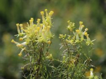 Leinkraut &#8218;Peloric Form&#8216;, Linaria vulgaris &#8218;Peloric Form&#8216;, Topfware