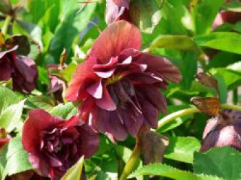 Lenzrose 'Double Ellen ® Red', Helleborus x orientalis 'Double Ellen ® Red', Topfware