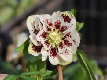 Lenzrose 'Double Ellen ® Yellow Spotted', Helleborus x orientalis 'Double Ellen ® Yellow Spotted', Topfware