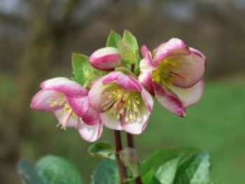 Lenzrose &#8218;Frostkiss ® Glenda&#8217;s Gloss&#8216;, Helleborus &#8218;Frostkiss ® Glenda&#8217;s Gloss&#8216;, Topfware