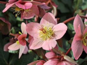 Lenzrose &#8218;Pirouette&#8216;, Helleborus x ericsmithii &#8218;Pirouette&#8216;, Topfware