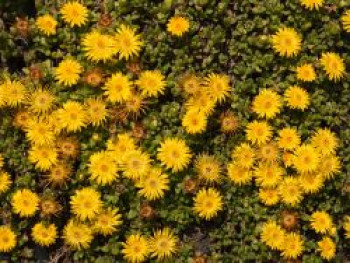 Lesotho Mittagsblume, Delosperma lineare, Topfware