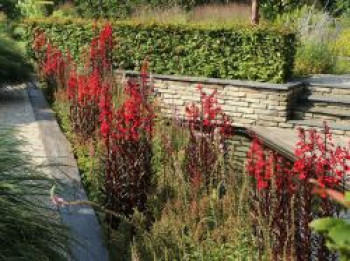 Leuchtende Lobelie, Lobelia cardinalis, Topfware