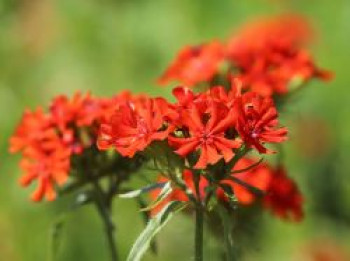 Lichtnelke, Brennende Liebe, Lychnis chalcedonica, Topfware