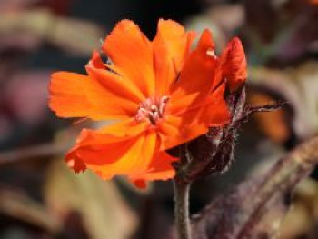 Lichtnelke &#8218;Orange Zwerg&#8216;, Lychnis x arkwrightii &#8218;Orange Zwerg&#8216;, Topfware