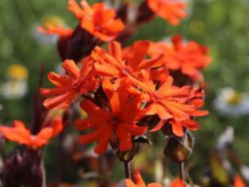 Lichtnelke &#8218;Vesuvius&#8216;, Lychnis x arkwrightii &#8218;Vesuvius&#8216;, Topfware