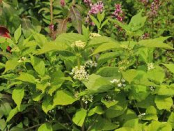 Liebesperlenstrauch &#8218;Magical Snow Queen&#8216;, Callicarpa bodinieri &#8218;Magical Snow Queen&#8216;, Containerware