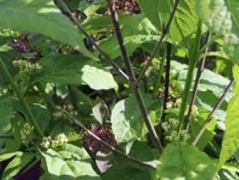 Liebesperlenstrauch / Schönfrucht &#8218;Liebespaar&#8216; (&#8218;Profusion&#8216; &#038; &#8218;Leucocarpa&#8216;), 80-100 cm, Callicarpa bodinieri &#8218;Liebespaar&#8216; (&#8218;Profusion&#8216; &#038; &#8218;Leucocarpa&#8216;), Containerware