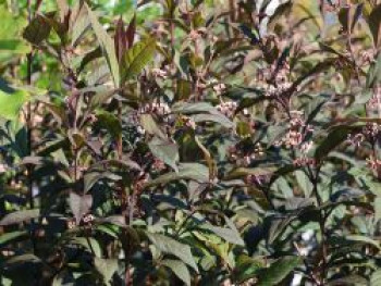 Liebesperlenstrauch / Schönfrucht 'Pearl Glam', 40-60 cm, Callicarpa bodinieri 'Pearl Glam', Containerware