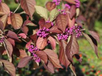 Liebesperlenstrauch / Schönfrucht 'Profusion', 100-125 cm, Callicarpa bodinieri 'Profusion', Containerware