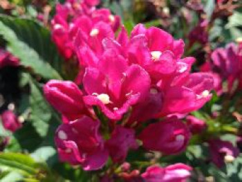 Liebliche Weigelie &#8218;Big Love&#8216;, 20-30 cm, Weigela florida &#8218;Big Love&#8216;, Containerware