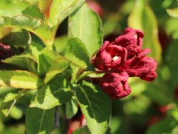 Liebliche Weigelie &#8218;Cherry Love&#8216; ®, 25-30 cm, Weigela florida &#8218;Cherry Love&#8216; ®, Containerware