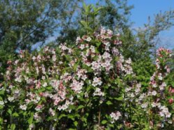 Liebliche Weigelie / Rosa Weigelie, 100-125 cm, Weigela florida, Containerware