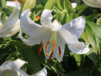 Lilie &#8218;Casablanca&#8216;, Lilium x cultorum &#8218;Casablanca&#8216;, Topfware