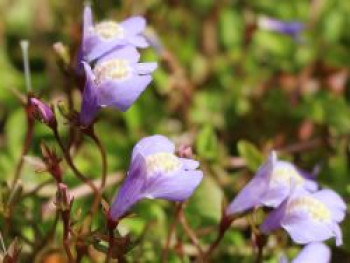 Lippenmäulchen, Mazus reptans, Topfware