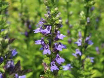 Lobelie &#8218;Blaue Auslese&#8216;, Lobelia siphilitica &#8218;Blaue Auslese&#8216;, Topfware