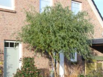 Lockenweide, 60-100 cm, Salix erythroflexuosa, Containerware