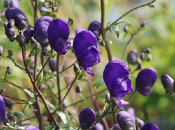 Lockerer Eisenhut &#8218;Spark&#8216;, Aconitum henryi &#8218;Spark&#8216;, Topfware