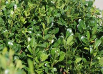 Löffel-Ilex &#8218;Select Dark Green Blond&#8216; ® / &#8218;Dark Star&#8216; ®, 20-30 cm, Ilex crenata &#8218;Select Dark Green Blond&#8216; ® / &#8218;Dark Star&#8216; ®, Containerware