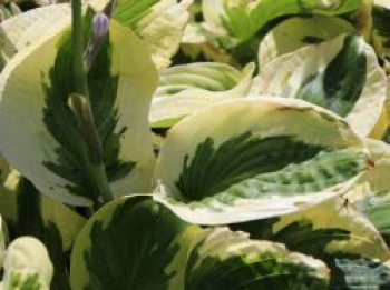 Löffelblatt-Funkie &#8218;Brim Cup&#8216;, Hosta tokudama &#8218;Brim Cup&#8216;, Topfware